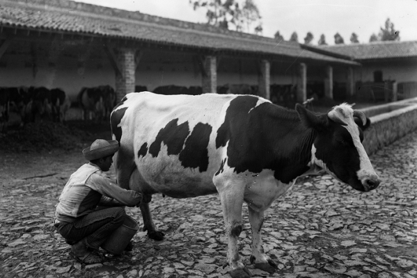 Celebra la marca Santa Clara un siglo de devoción por leche de primera
